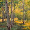 Oil painting of back lit aspen trees in warm yellow light.